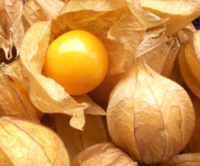 Aguaymanto: Antioxidante pflanze